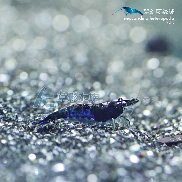 【AC草影】夢幻藍絲絨【三隻】藍米蝦 觀賞蝦 淡水蝦 蝦缸 絲絨蝦-細節圖5