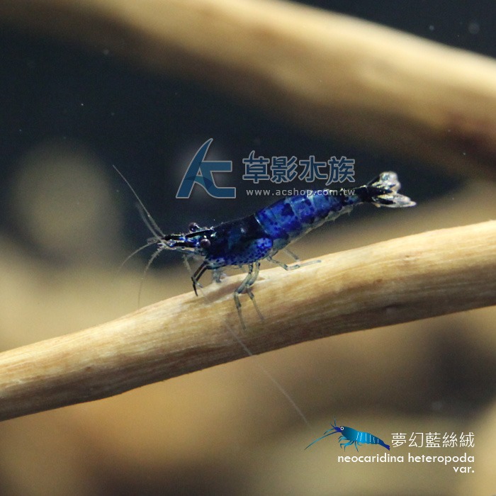 【AC草影】夢幻藍絲絨【三隻】藍米蝦 觀賞蝦 淡水蝦 蝦缸 絲絨蝦-細節圖6