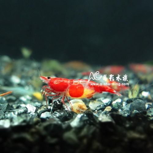 【AC草影】琉璃蝦【十二隻】除藻蝦 觀賞蝦 米蝦 火焰蝦-細節圖2