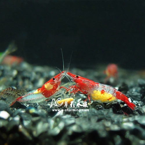 【AC草影】琉璃蝦【十二隻】除藻蝦 觀賞蝦 米蝦 火焰蝦-細節圖3