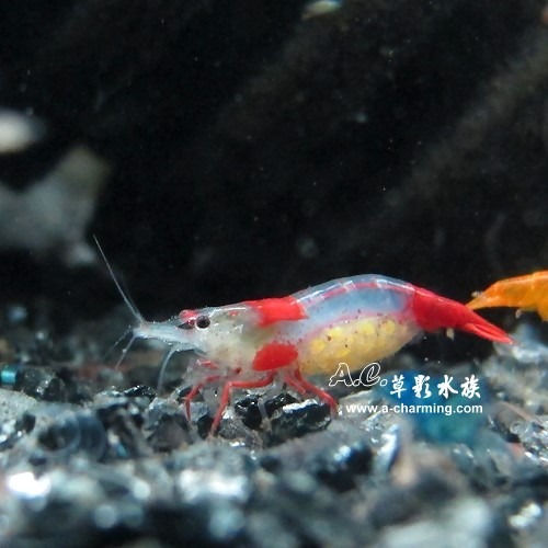 【AC草影】琉璃蝦【十二隻】除藻蝦 觀賞蝦 米蝦 火焰蝦-細節圖5