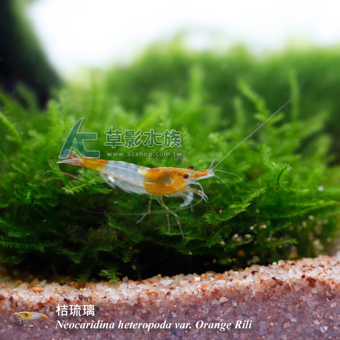 【AC草影】桔琉璃蝦【五隻】淡水蝦 觀賞蝦-細節圖2