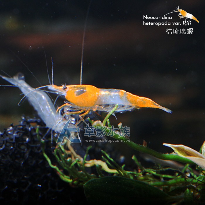 【AC草影】桔琉璃蝦【五隻】淡水蝦 觀賞蝦-細節圖3