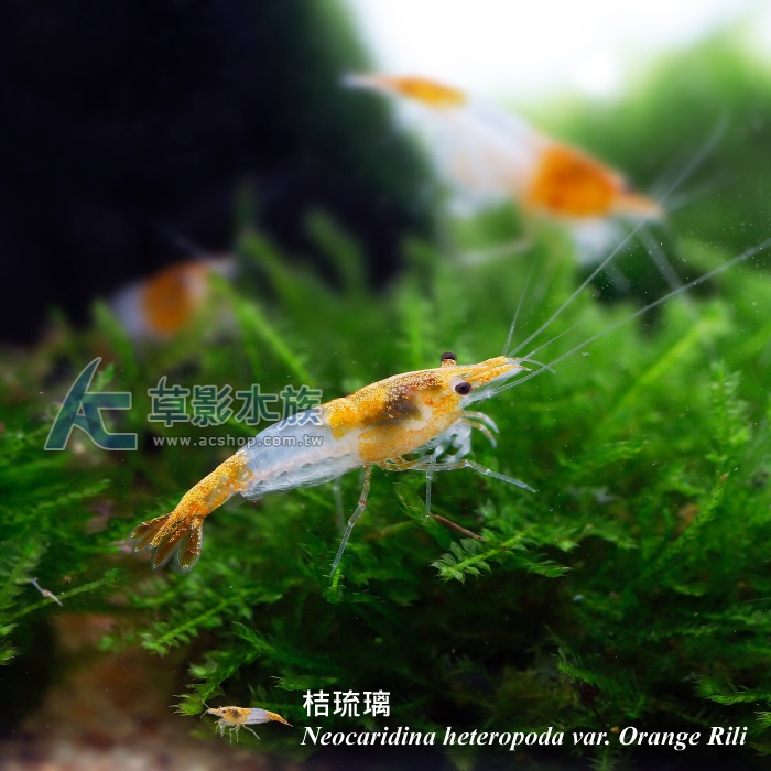 【AC草影】桔琉璃蝦【五隻】淡水蝦 觀賞蝦-細節圖4
