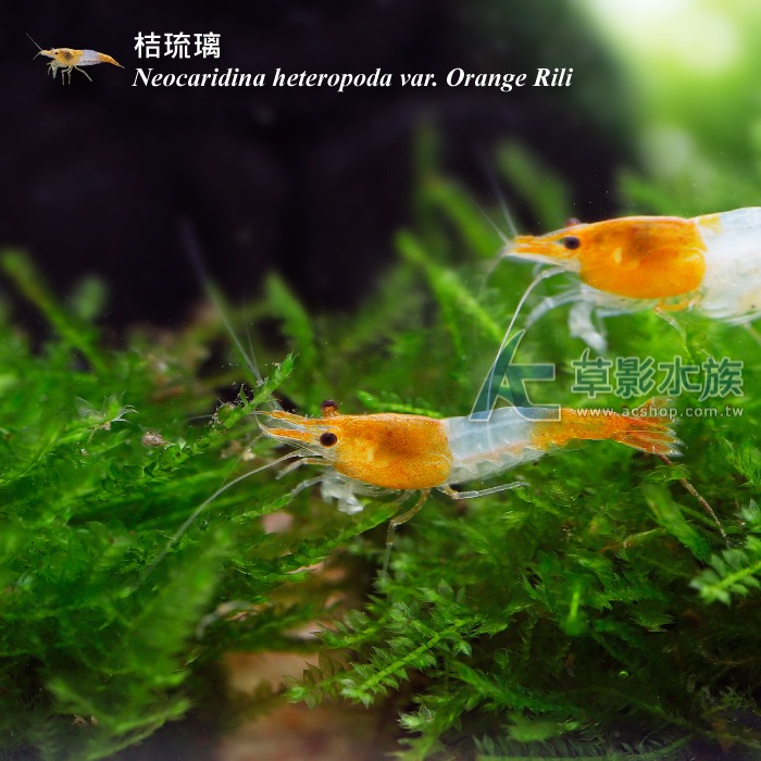 【AC草影】桔琉璃蝦【五隻】淡水蝦 觀賞蝦-細節圖5