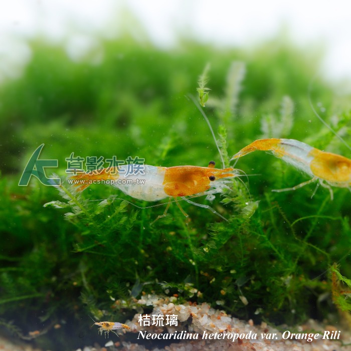 【AC草影】桔琉璃蝦【五隻】淡水蝦 觀賞蝦-細節圖6