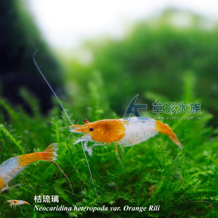 【AC草影】桔琉璃蝦【五隻】淡水蝦 觀賞蝦-細節圖7