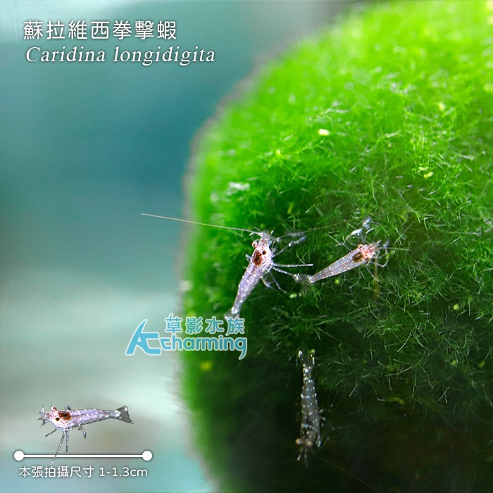 【AC草影】蘇拉維西拳擊蝦【一隻】-細節圖3