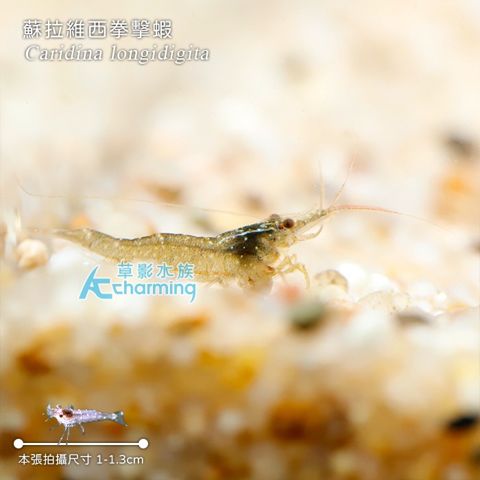 【AC草影】蘇拉維西拳擊蝦【一隻】-細節圖4