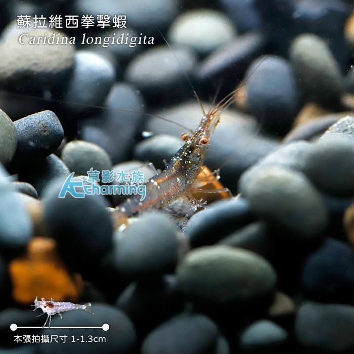 【AC草影】蘇拉維西拳擊蝦【一隻】-細節圖5