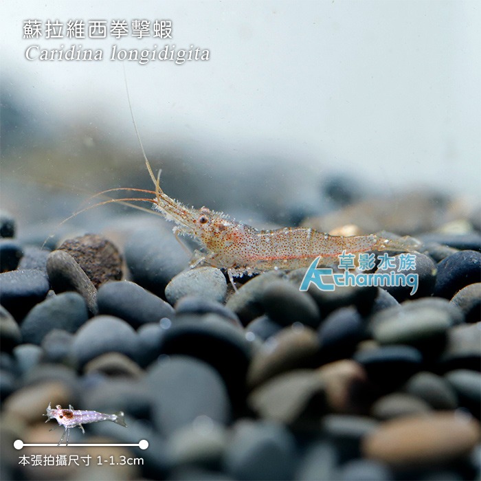 【AC草影】蘇拉維西拳擊蝦【一隻】-細節圖6