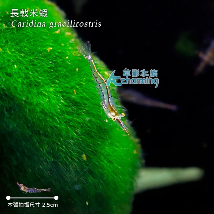 【AC草影】台灣長戟米蝦【一隻】FBB01096 除藻蝦 米蝦 觀賞蝦 霸王槍蝦 霸王蝦 紅戟槍蝦-細節圖2