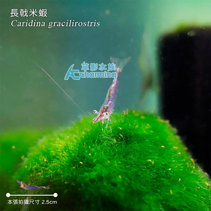 【AC草影】台灣長戟米蝦【一隻】FBB01096 除藻蝦 米蝦 觀賞蝦 霸王槍蝦 霸王蝦 紅戟槍蝦-細節圖3