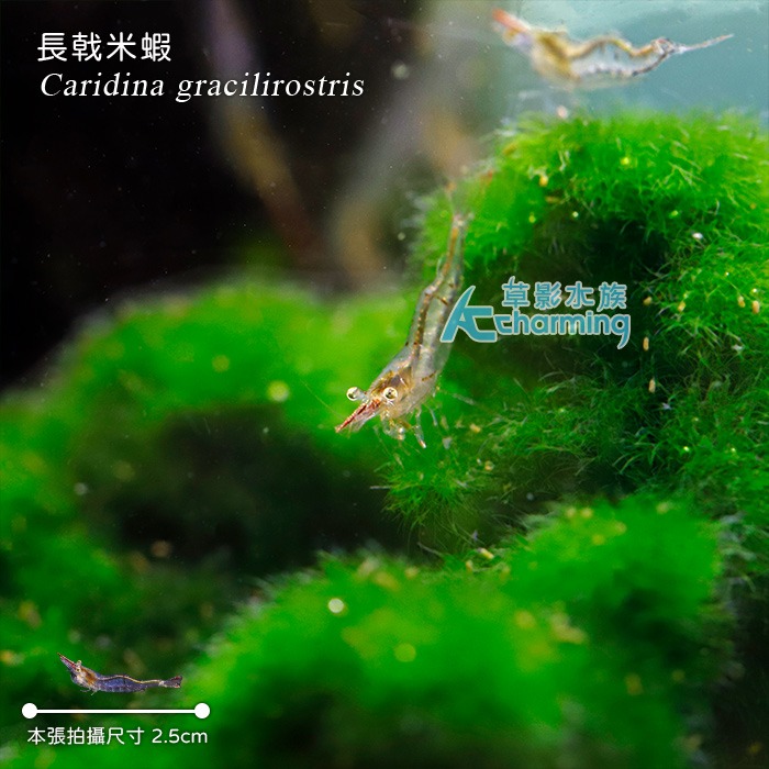 【AC草影】台灣長戟米蝦【一隻】FBB01096 除藻蝦 米蝦 觀賞蝦 霸王槍蝦 霸王蝦 紅戟槍蝦-細節圖4