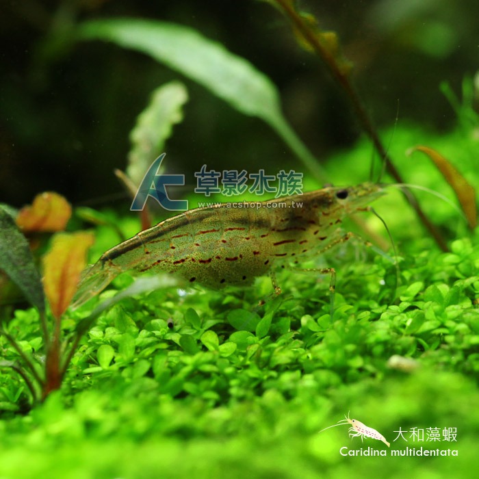 【AC草影】大和藻蝦【三隻】食藻蝦 淡水蝦 觀賞蝦 試水蝦 清潔藻類 絲狀藻 黑毛藻清潔-細節圖2