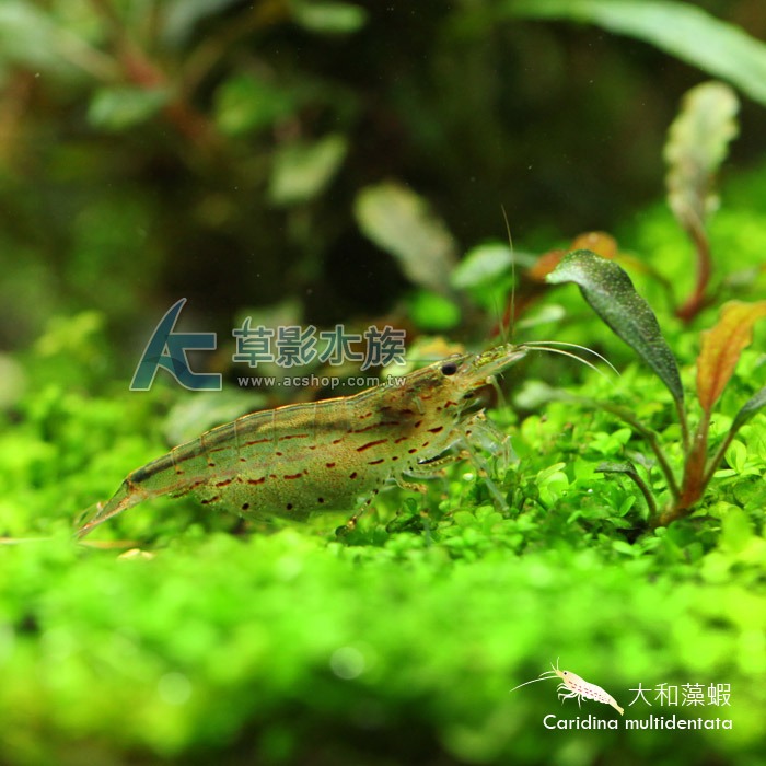 【AC草影】大和藻蝦【三隻】食藻蝦 淡水蝦 觀賞蝦 試水蝦 清潔藻類 絲狀藻 黑毛藻清潔-細節圖3