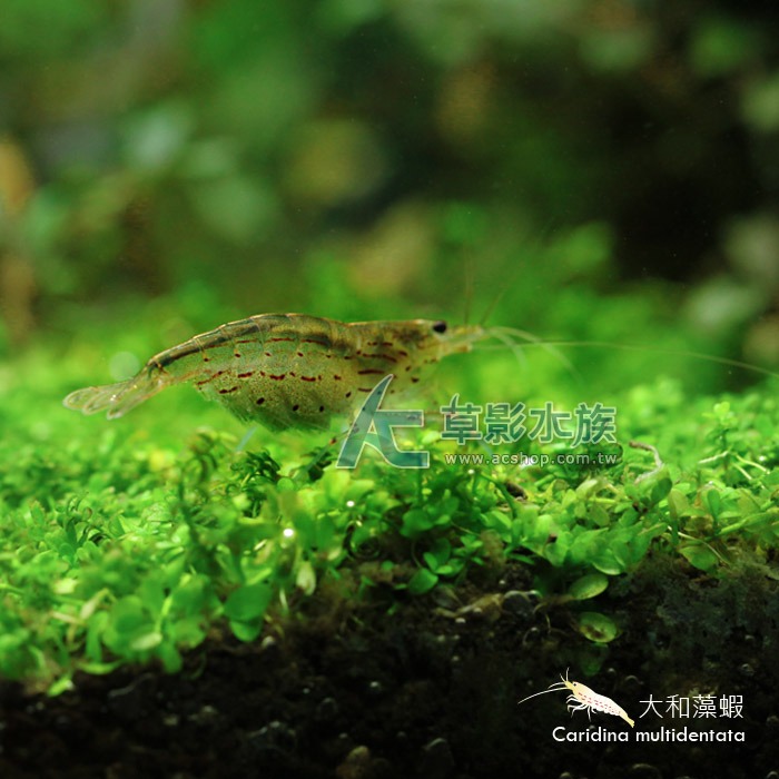 【AC草影】大和藻蝦【三隻】食藻蝦 淡水蝦 觀賞蝦 試水蝦 清潔藻類 絲狀藻 黑毛藻清潔-細節圖4