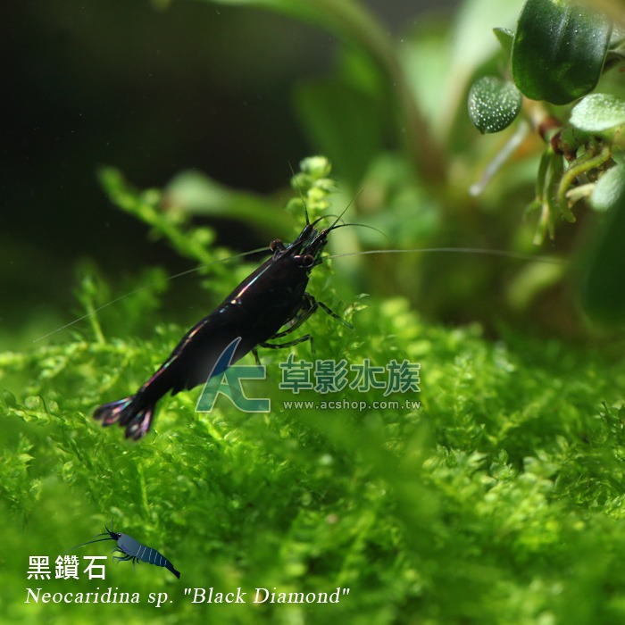 【AC草影】黑鑽石【三隻】-細節圖2