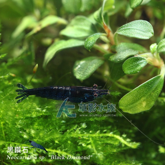 【AC草影】黑鑽石【三隻】-細節圖3