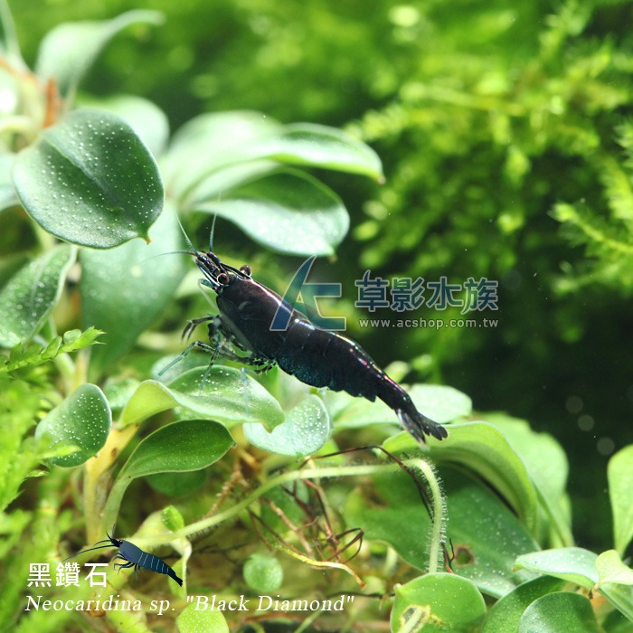 【AC草影】黑鑽石【三隻】-細節圖5