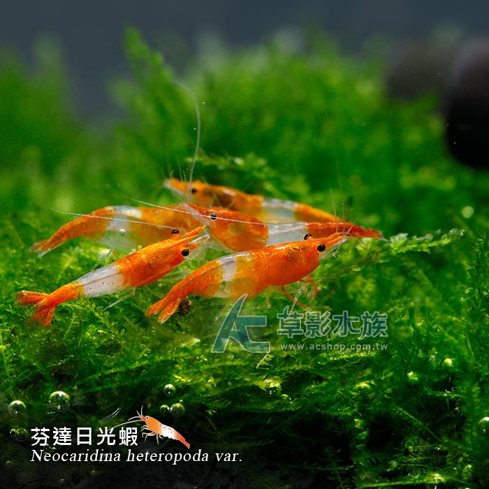 【AC草影】芬達日光蝦【三隻】稀有米蝦 超越香吉士 極火蝦 水晶蝦等級-細節圖2