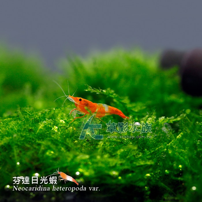 【AC草影】芬達日光蝦【三隻】稀有米蝦 超越香吉士 極火蝦 水晶蝦等級-細節圖3