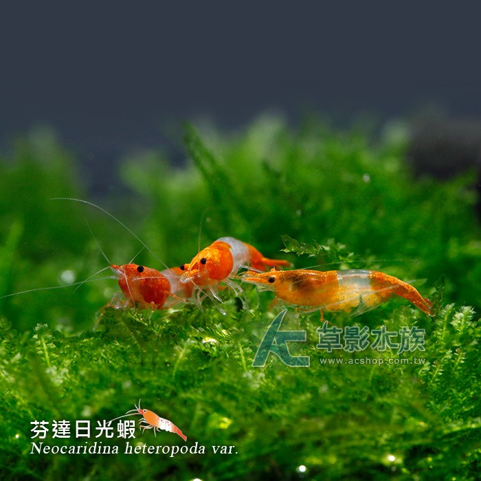【AC草影】芬達日光蝦【三隻】稀有米蝦 超越香吉士 極火蝦 水晶蝦等級-細節圖4