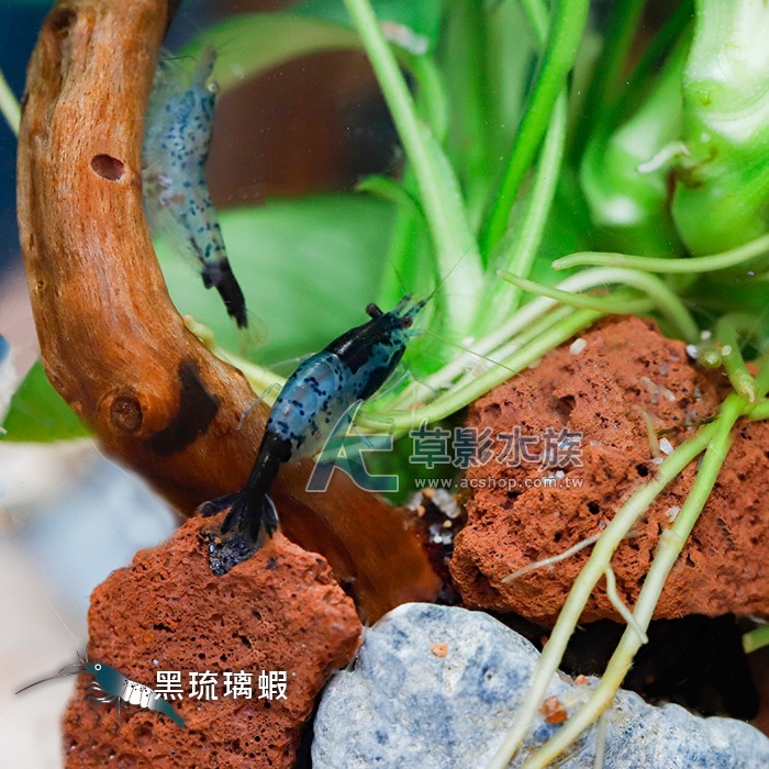 【AC草影】黑琉璃蝦 【五隻】除藻蝦 觀賞蝦 米蝦 火焰蝦-細節圖2