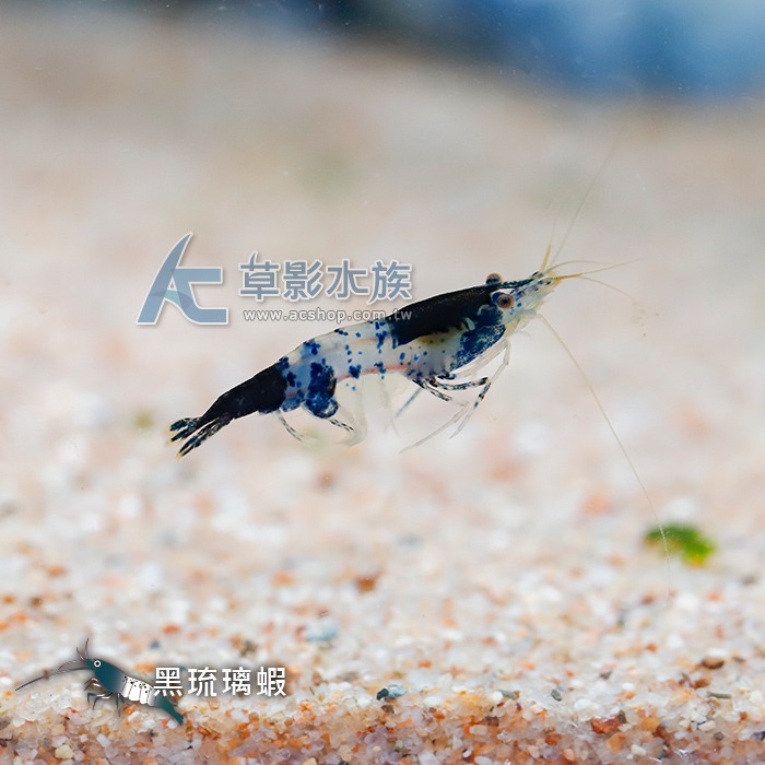 【AC草影】黑琉璃蝦 【五隻】除藻蝦 觀賞蝦 米蝦 火焰蝦-細節圖3