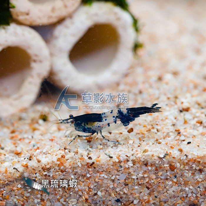 【AC草影】黑琉璃蝦 【五隻】除藻蝦 觀賞蝦 米蝦 火焰蝦-細節圖4