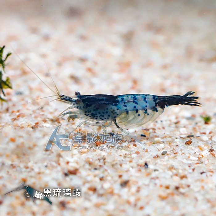 【AC草影】黑琉璃蝦 【五隻】除藻蝦 觀賞蝦 米蝦 火焰蝦-細節圖5