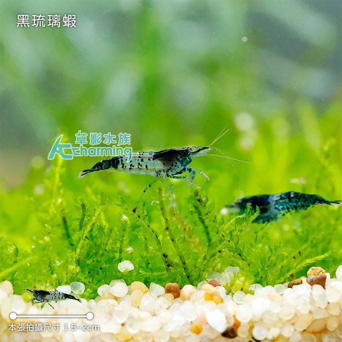 【AC草影】黑琉璃蝦 【五隻】除藻蝦 觀賞蝦 米蝦 火焰蝦-細節圖6