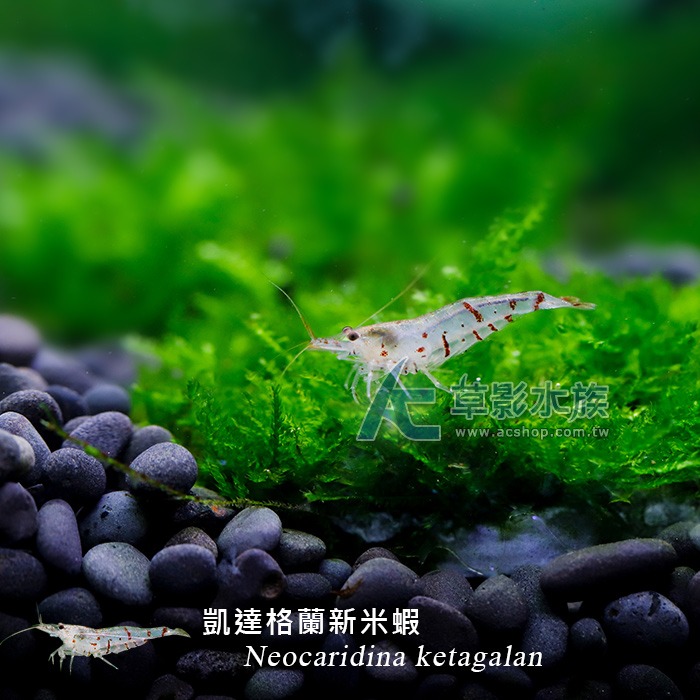 【AC草影】凱達格蘭新米蝦【一隻】 觀賞蝦 米蝦 台灣原生種 除藻蝦 除藻-細節圖2