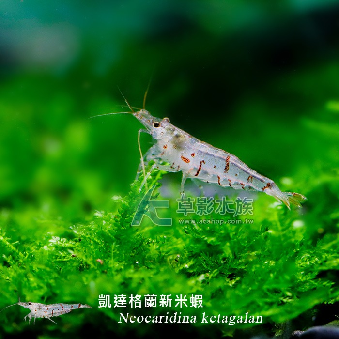 【AC草影】凱達格蘭新米蝦【一隻】 觀賞蝦 米蝦 台灣原生種 除藻蝦 除藻-細節圖3