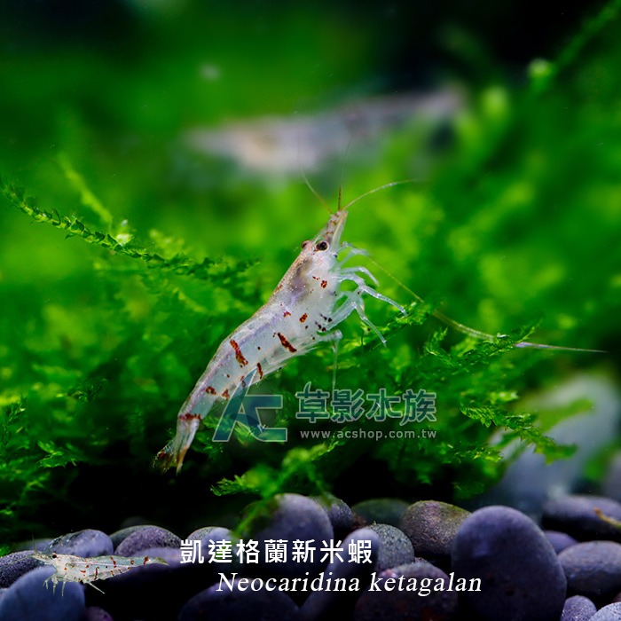 【AC草影】凱達格蘭新米蝦【一隻】 觀賞蝦 米蝦 台灣原生種 除藻蝦 除藻-細節圖5