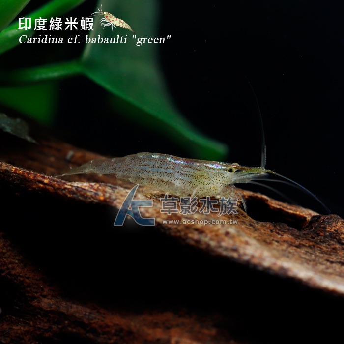 【AC草影】印度綠米蝦【兩隻】-細節圖3