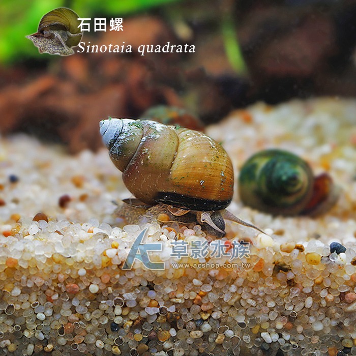 【AC草影】石田螺【一顆】除藻類 吃藻螺 魚缸除藻 除藻螺 除青苔 除藻-細節圖2