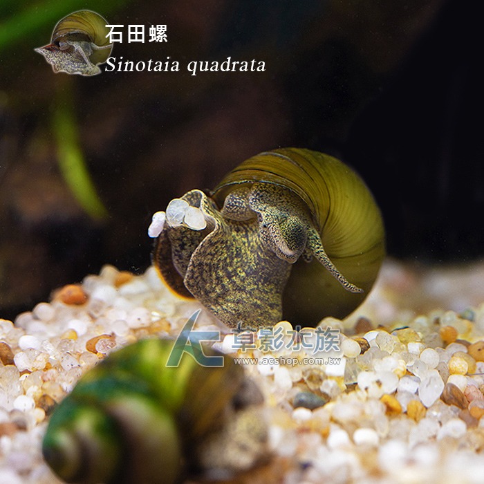 【AC草影】石田螺【一顆】除藻類 吃藻螺 魚缸除藻 除藻螺 除青苔 除藻-細節圖3