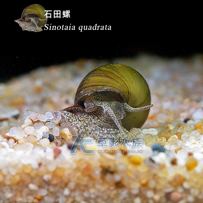 【AC草影】石田螺【一顆】除藻類 吃藻螺 魚缸除藻 除藻螺 除青苔 除藻-細節圖4