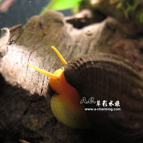 【AC草影】金桔兔螺【一顆】觀賞螺 除藻螺 吃殘餌 清潔底砂-細節圖3