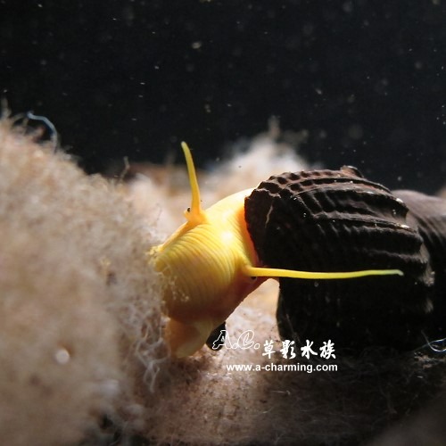 【AC草影】金桔兔螺【一顆】觀賞螺 除藻螺 吃殘餌 清潔底砂-細節圖4