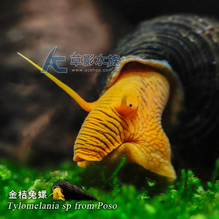 【AC草影】金桔兔螺【一顆】觀賞螺 除藻螺 吃殘餌 清潔底砂-細節圖5
