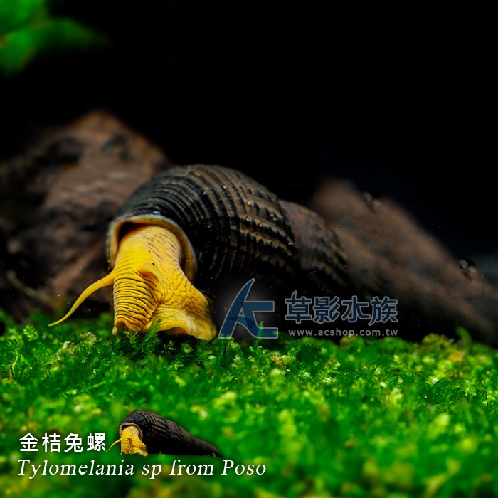 【AC草影】金桔兔螺【一顆】觀賞螺 除藻螺 吃殘餌 清潔底砂-細節圖6