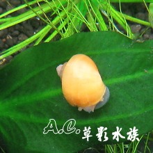 【AC草影】琥珀象牙螺【四顆】觀賞螺 除藻螺 吃殘餌 清潔-細節圖2