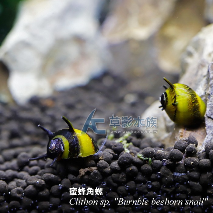 【AC草影】蜜蜂角螺 【一顆】觀賞螺 好養漂亮 螺類 黑白蜜蜂螺 除藻 除青苔-細節圖3