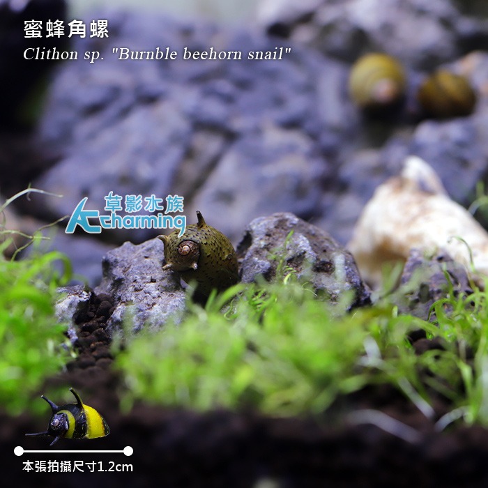 【AC草影】蜜蜂角螺 【一顆】觀賞螺 好養漂亮 螺類 黑白蜜蜂螺 除藻 除青苔-細節圖4