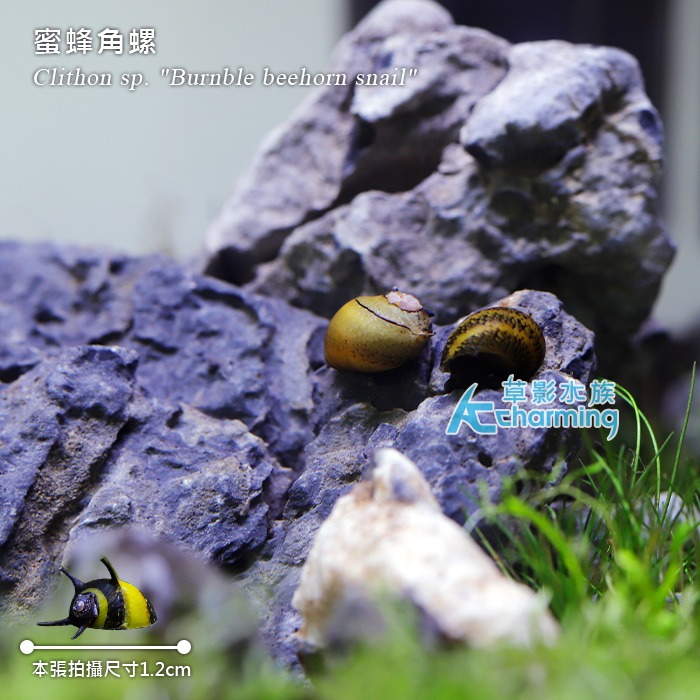 【AC草影】蜜蜂角螺 【一顆】觀賞螺 好養漂亮 螺類 黑白蜜蜂螺 除藻 除青苔-細節圖5
