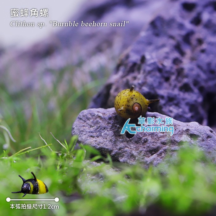 【AC草影】蜜蜂角螺 【一顆】觀賞螺 好養漂亮 螺類 黑白蜜蜂螺 除藻 除青苔-細節圖6