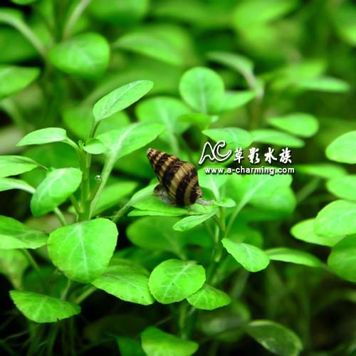 【AC草影】鑽紋螺【一顆】殺手螺 吃螺的螺 除螺 清潔螺類 吃蝸牛 除颳-細節圖2