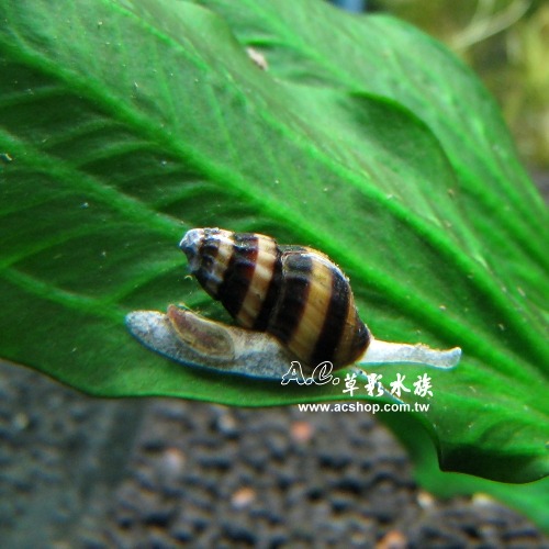 【AC草影】鑽紋螺【一顆】殺手螺 吃螺的螺 除螺 清潔螺類 吃蝸牛 除颳-細節圖3